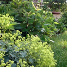 Lady’s Mantle edging is becoming more emphasized in 2012. Its wonderful ruffled leaves catch drops of morning dew.