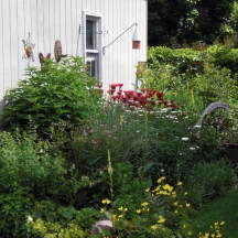 Summer of 2010. A driftwood sculpture reminiscent of a Blue Heron stands among the now large drifts of perennials. Swamp milkweed hosts Monarchs, Oenothera Evening Primrose (yellow flowers blooming in the foreground) attracts bees and birds.