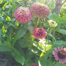 Queen Red Lime Zinnia