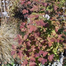 A young Cranberry Viburnum in its fall colors, 2012.