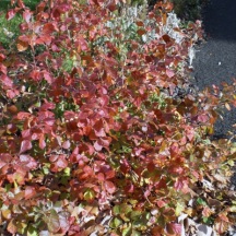 Another newly added shrub, Low Gro Sumac is a great alternative to the invasive Burning Bush.