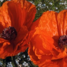 Poppies "pop" in the spring of 2011. These bright blooms are so much more appreciated than a strip of muddy lawn.
