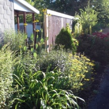 Summer 2011. The perennials are filling in. Giant Coneflower blooms wave in the breeze.