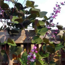 Still playing with some annual vines on the trellis while waiting for Dutchman's Pipe to take hold. A favorite is Purple Hyacinth Bean.