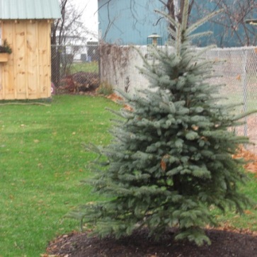 A little bit of that "groundwork," my first tree, a Colorado Blue Spruce. I wanted an evergreen "anchor" for all seasons. Spring 2009.